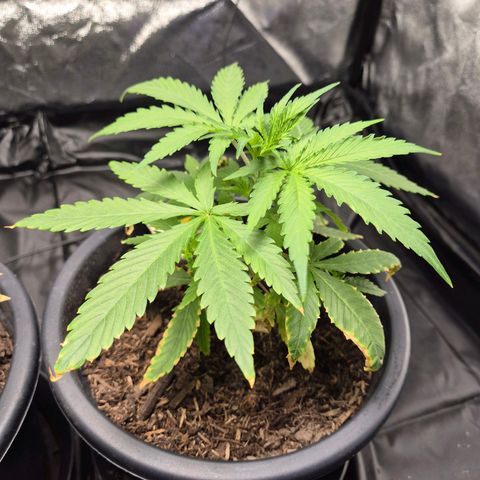 Northern Light Automatic growlog timeline photo