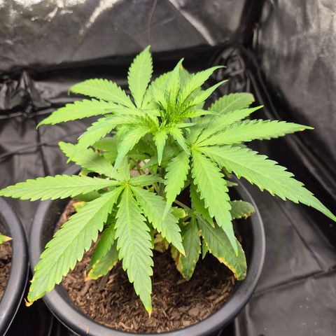 Northern Light Automatic growlog timeline photo
