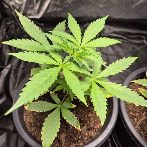 Apple Fritter Automatic growlog timeline photo