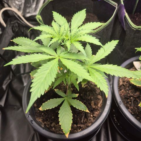 Apple Fritter Automatic growlog timeline photo