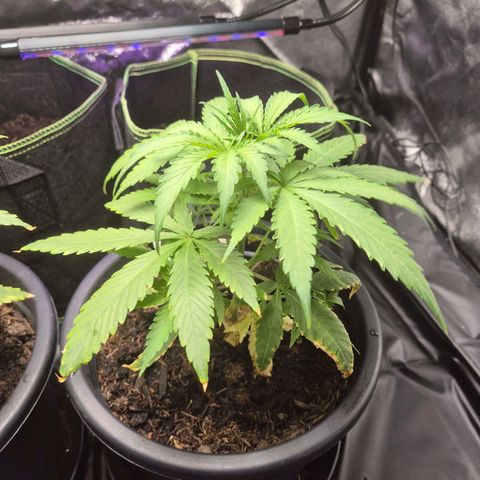 Northern Light Automatic growlog timeline photo