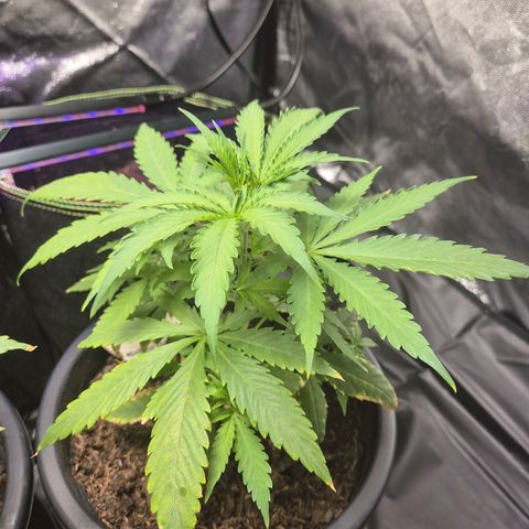 Northern Light Automatic growlog timeline photo