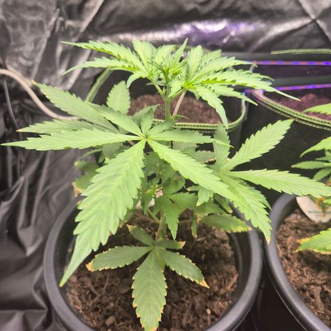 Apple Fritter Automatic growlog timeline photo