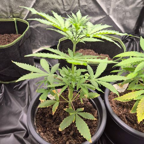 Apple Fritter Automatic growlog timeline photo