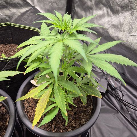 Northern Light Automatic growlog timeline photo