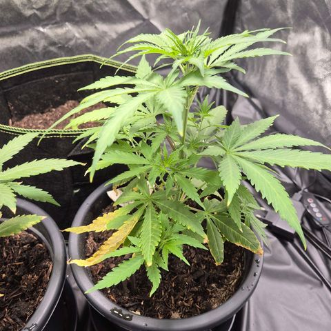 Northern Light Automatic growlog timeline photo