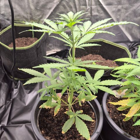 Apple Fritter Automatic growlog timeline photo