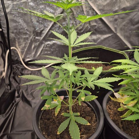 Apple Fritter Automatic growlog timeline photo