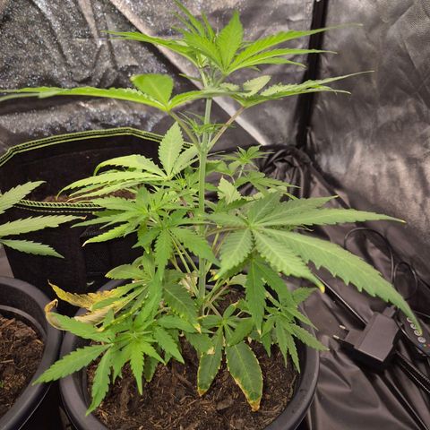 Northern Light Automatic growlog timeline photo