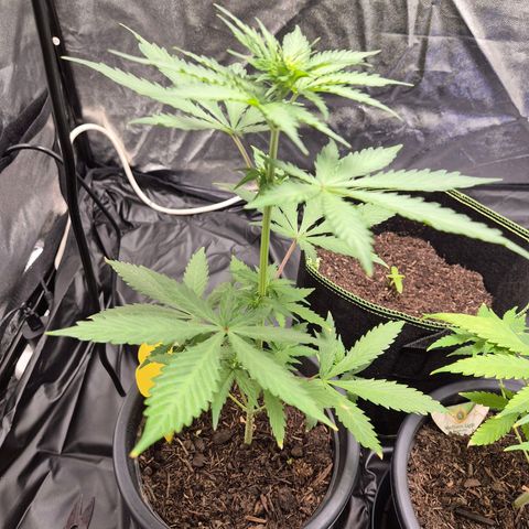 Apple Fritter Automatic growlog timeline photo
