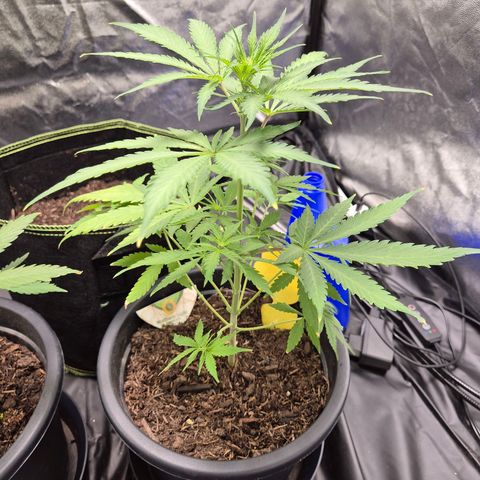 Northern Light Automatic growlog timeline photo