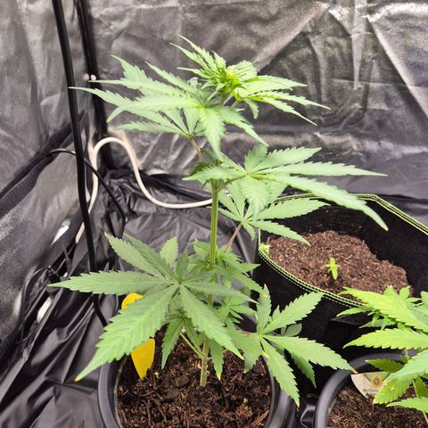 Apple Fritter Automatic growlog timeline photo