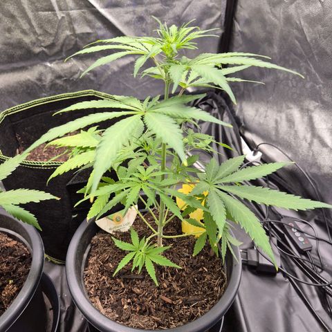 Northern Light Automatic growlog timeline photo
