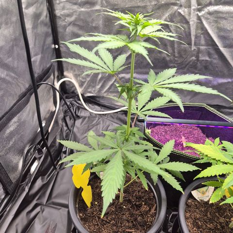 Apple Fritter Automatic growlog timeline photo