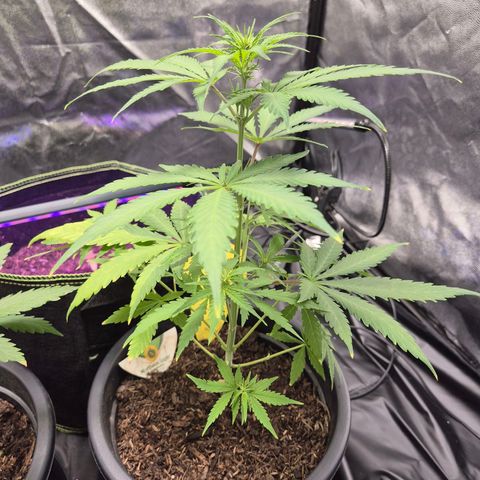 Northern Light Automatic growlog timeline photo