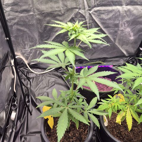Apple Fritter Automatic growlog timeline photo