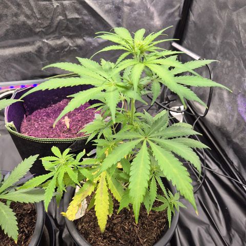Northern Light Automatic growlog timeline photo