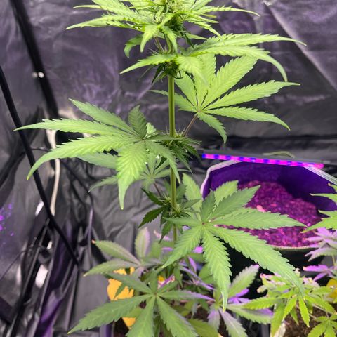 Apple Fritter Automatic growlog timeline photo