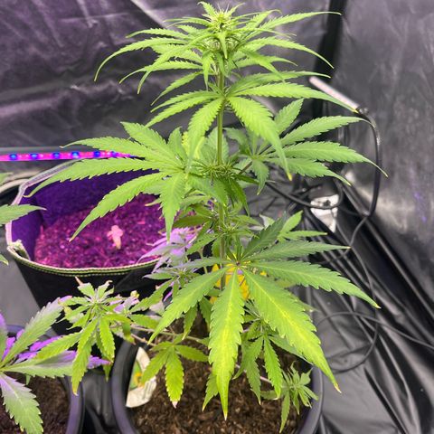 Northern Light Automatic growlog timeline photo