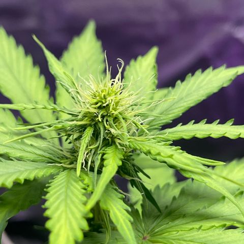 Apple Fritter Automatic growlog timeline photo