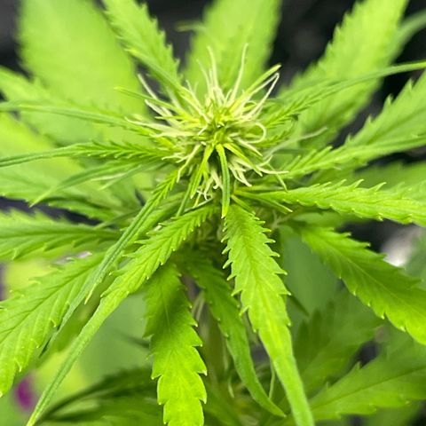 Northern Light Automatic growlog timeline photo
