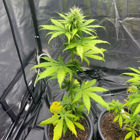 Apple Fritter Automatic growlog timeline photo