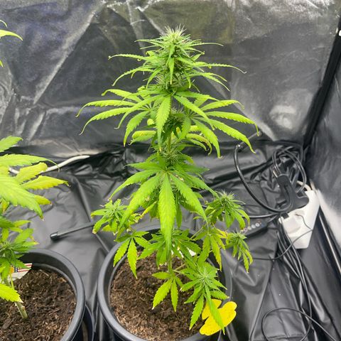 Northern Light Automatic growlog timeline photo
