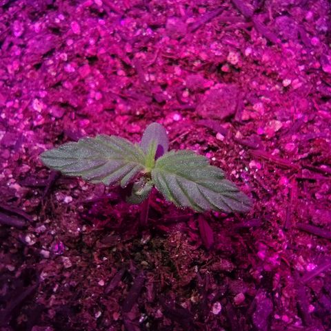 Amnesia Amazon Haze #1 growlog timeline photo