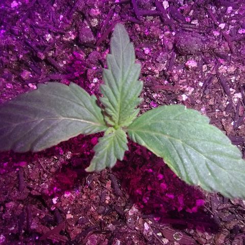 Amnesia Amazon Haze #1 growlog timeline photo