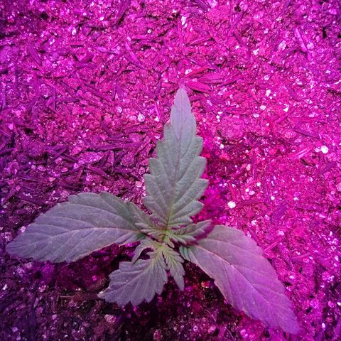 Amnesia Amazon Haze #1 growlog timeline photo