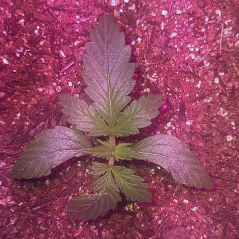 Amnesia Amazon Haze #1 growlog photo: Limpeza com óleo de Neem e retirada da área contaminada por fungos.