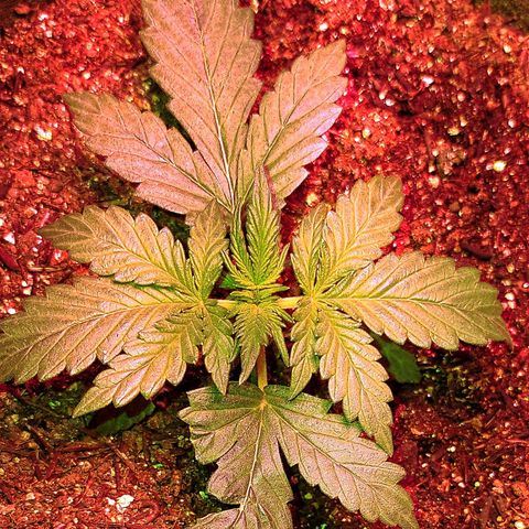 Amnesia Amazon Haze #1 growlog timeline photo