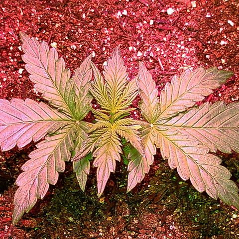 Amnesia Amazon Haze #1 growlog timeline photo