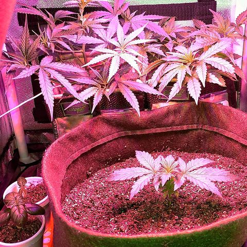 Amnesia Amazon Haze #1 growlog photo: Toda a família.