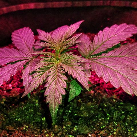 Amnesia Amazon Haze #1 growlog timeline photo