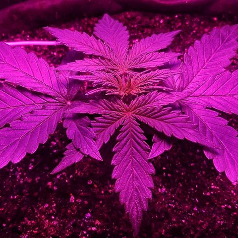 Amnesia Amazon Haze #1 growlog timeline photo