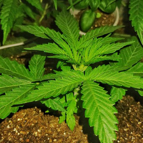 Amnesia Amazon Haze #1 growlog photo: Foto sem iluminação dos leds pra conferir a cor real das folhas.
