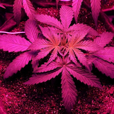 Amnesia Amazon Haze #1 growlog timeline photo