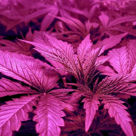 Amnesia Amazon Haze #1 growlog timeline photo
