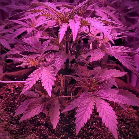 Amnesia Amazon Haze #1 growlog timeline photo