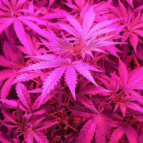 Amnesia Amazon Haze #1 growlog timeline photo