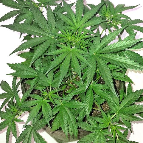 Amnesia Amazon Haze #1 growlog photo: Foto sem iluminação dos leds pra observar melhor a cor das folhas.