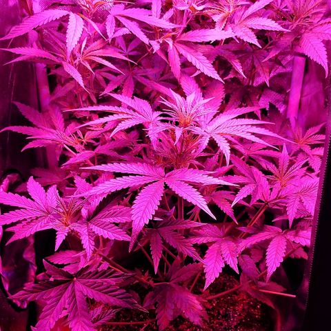 Amnesia Amazon Haze #1 growlog photo: Prenseed Perfumado mostrou vários sacos de pólens em crescimento. Infelizmente ele não fará mais parte deste jardim. Estou pensando em formas de não precisar descartá-lo.