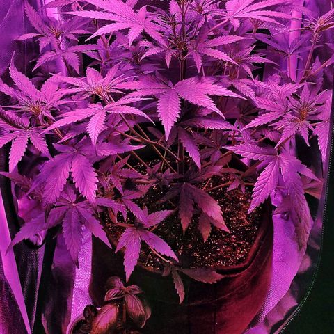 Amnesia Amazon Haze #1 growlog timeline photo