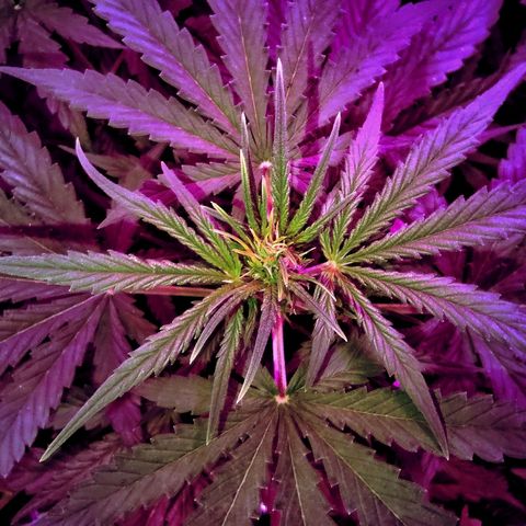 Amnesia Amazon Haze #1 growlog timeline photo