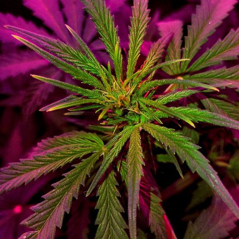 Amnesia Amazon Haze #1 growlog timeline photo