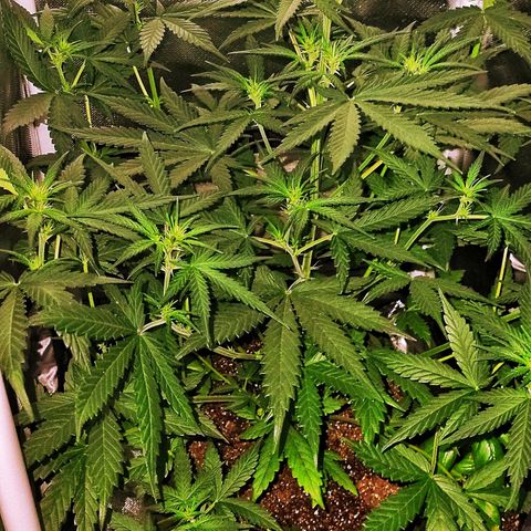 Amnesia Amazon Haze #1 growlog timeline photo