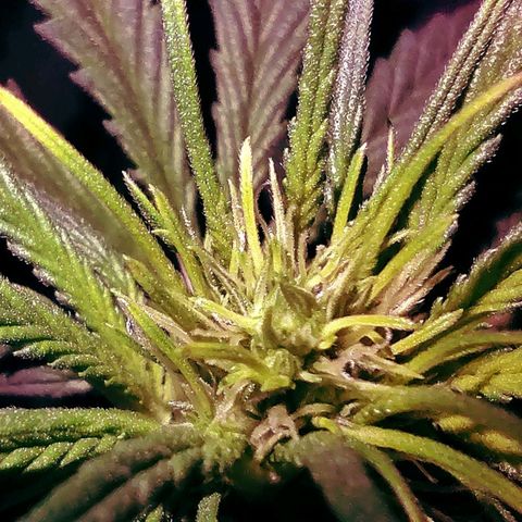 Amnesia Amazon Haze #1 growlog timeline photo