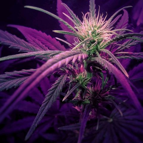 Amnesia Amazon Haze #1 growlog timeline photo