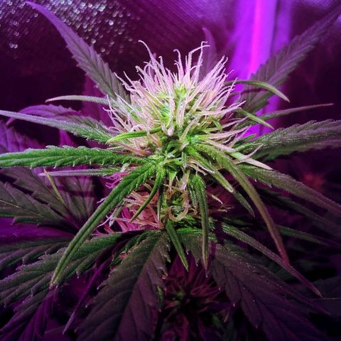 Amnesia Amazon Haze #1 growlog photo: Segue a observação das flores engordando.